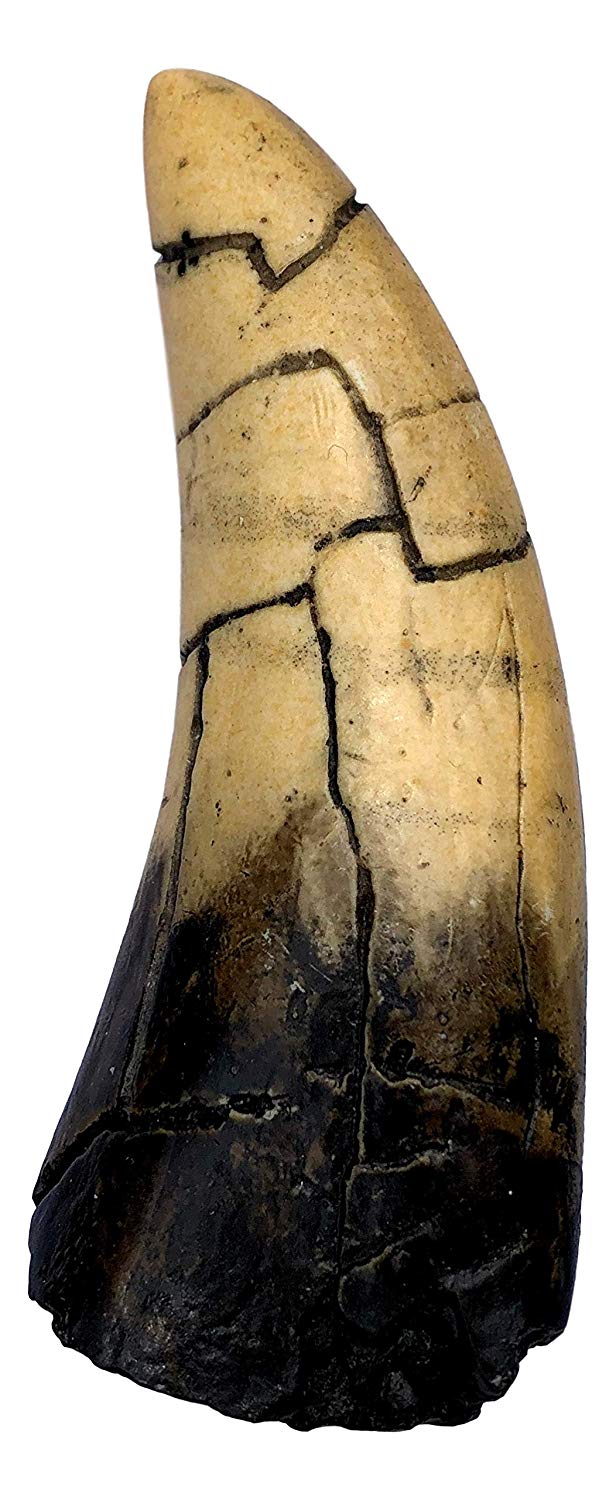 T-Rex - Tyrannosaurus Rex Dinosaur Tooth Replica - dinosaursrocksuperstore
