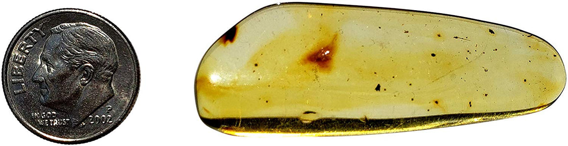 Genuine Amber Fossil Specimen - Multiple Insect Inclusions - Naturally Formed from Colombia with Bugs Inside - Museum Grade, A-Grade - Great Collectible (48mm x 17mm) - dinosaursrocksuperstore