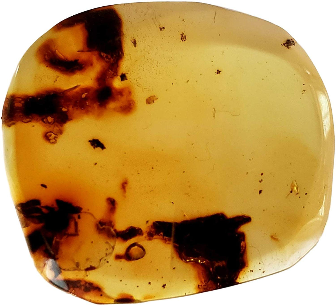 Genuine Amber Fossil Specimen - Multiple Insect Inclusions - Naturally Formed from Colombia with Bugs Inside - Museum Grade, A-Grade - Great Collectible - Piece #18 (29mm x 27mm) - dinosaursrocksuperstore