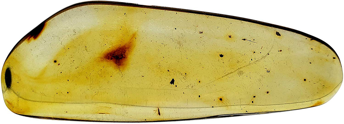 Genuine Amber Fossil Specimen - Multiple Insect Inclusions - Naturally Formed from Colombia with Bugs Inside - Museum Grade, A-Grade - Great Collectible (48mm x 17mm) - dinosaursrocksuperstore