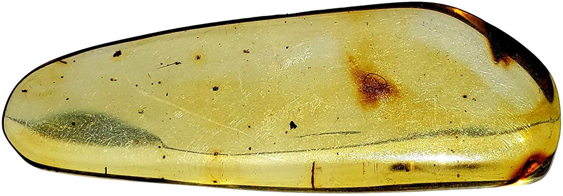 Genuine Amber Fossil Specimen - Multiple Insect Inclusions - Naturally Formed from Colombia with Bugs Inside - Museum Grade, A-Grade - Great Collectible (48mm x 17mm) - dinosaursrocksuperstore