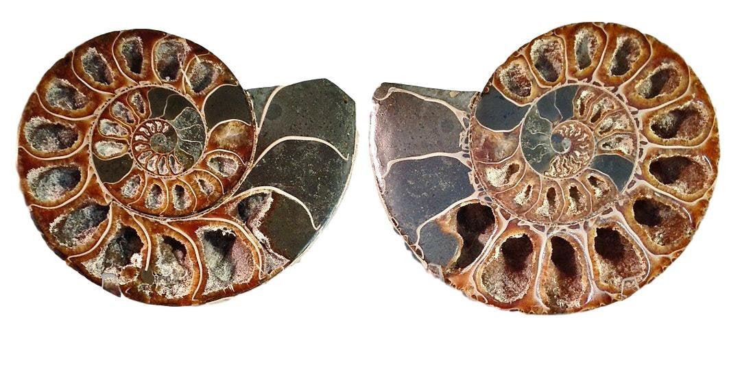 Genuine Ammonite Fossil Pair - 4.5" - Split & Polished - from Madagascar (22) - dinosaursrocksuperstore