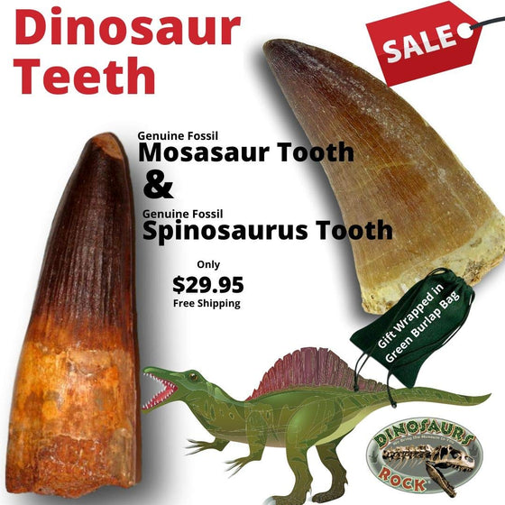 Dinosaur Teeth - Spinosaurus and Mosasaur - dinosaursrocksuperstore