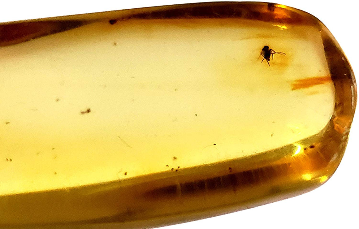 Genuine Amber Fossil Specimen - Multiple Insect Inclusions - Naturally Formed from Colombia with Bugs Inside - Museum Grade, A-Grade - Great Collectible - Piece #12 (42mm x 14mm) - dinosaursrocksuperstore