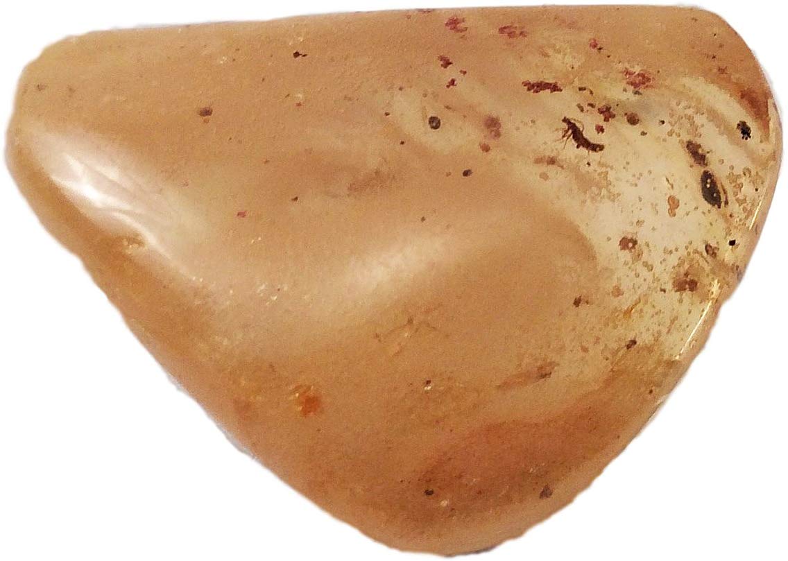 Genuine Amber Fossil 4 - dinosaursrocksuperstore