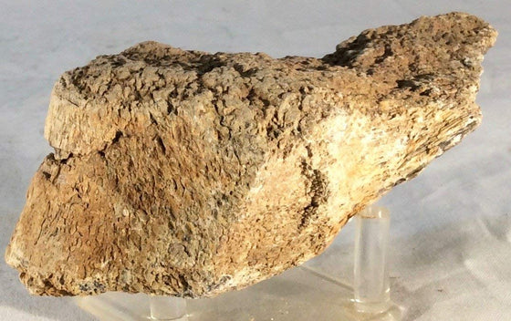 Dinosaur Bone Fossil Specimen #8 - dinosaursrocksuperstore