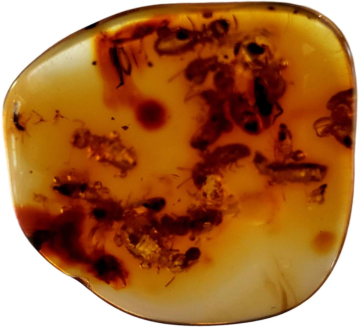 Genuine Amber Fossil Specimen - Multiple Insect Inclusions - Naturally Formed from Colombia with Bugs Inside - Museum Grade, A-Grade - Great Collectible - Piece #13 (25mm x 23mm) - dinosaursrocksuperstore