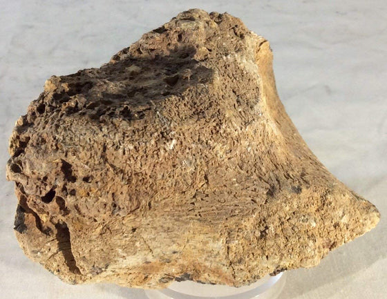 Dinosaur Bone Fossil Specimen #19 - dinosaursrocksuperstore
