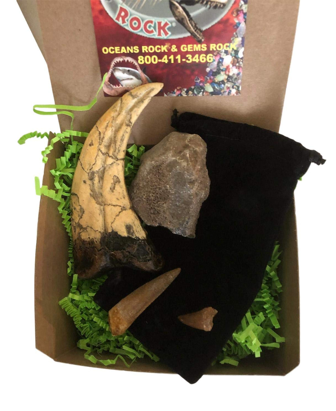 Dinosaur and Fossil Gift Collection - Set of 4 - Real Dinosaur Bone, Mosasaur Tooth, Spinosaurus Dinosaur Tooth and Raptor Claw Replica - dinosaursrocksuperstore