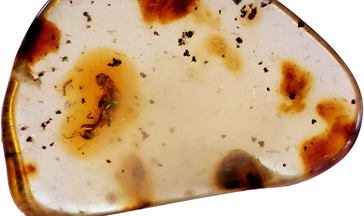 Genuine Amber Fossil Specimen - Multiple Insect Inclusions - Naturally Formed from Colombia with Bugs Inside - Museum Grade, A-Grade - Great Collectible - Piece #9 (28mm x 20mm) - dinosaursrocksuperstore