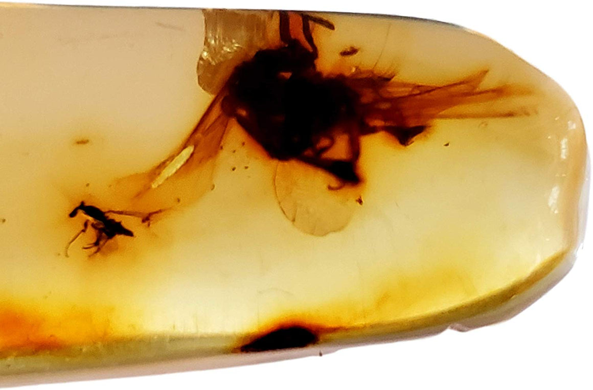 Genuine Amber Fossil Specimen - Multiple Insect Inclusions - Naturally Formed from Colombia with Bugs Inside - Museum Grade, A-Grade - Great Collectible - Piece #12 (42mm x 14mm) - dinosaursrocksuperstore