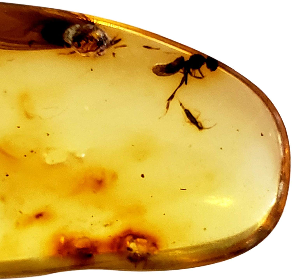 Genuine Amber Fossil Specimen - Multiple Insect Inclusions - Naturally Formed from Colombia with Bugs Inside - Museum Grade, A-Grade - Great Collectible - Piece #7 (78mm x 18mm) - dinosaursrocksuperstore