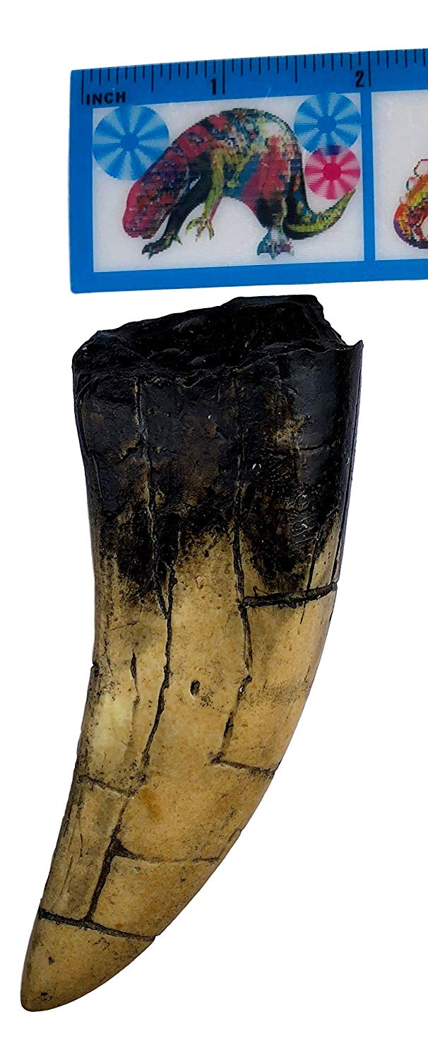 T-Rex - Tyrannosaurus Rex Dinosaur Tooth Replica - dinosaursrocksuperstore