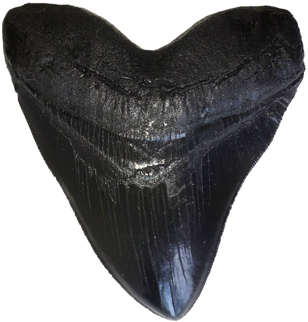 5.5" Black Megalodon Tooth Replica with Serrations - dinosaursrocksuperstore