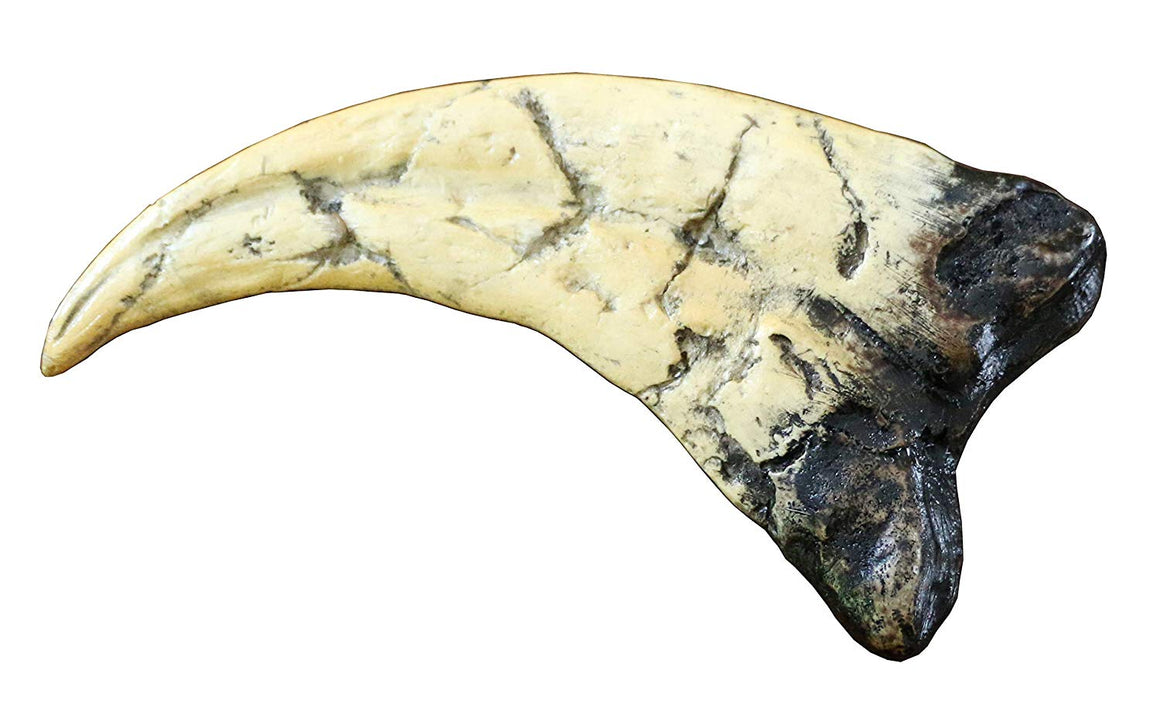 Utahraptor Dinosaur Life Size Raptor Claw Fossil Replica - dinosaursrocksuperstore