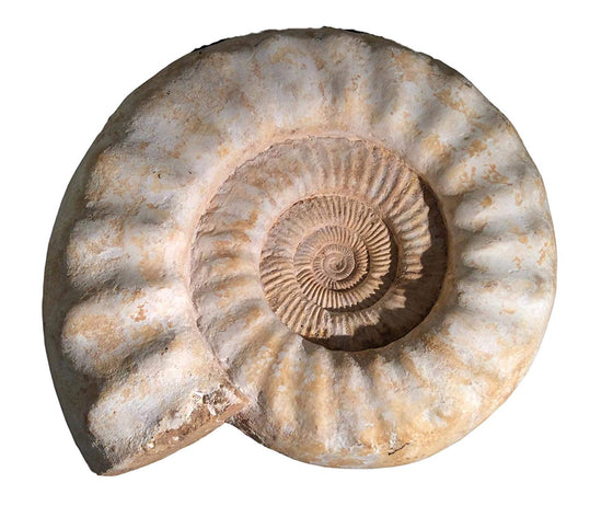 Jurassic Ammonite - dinosaursrocksuperstore