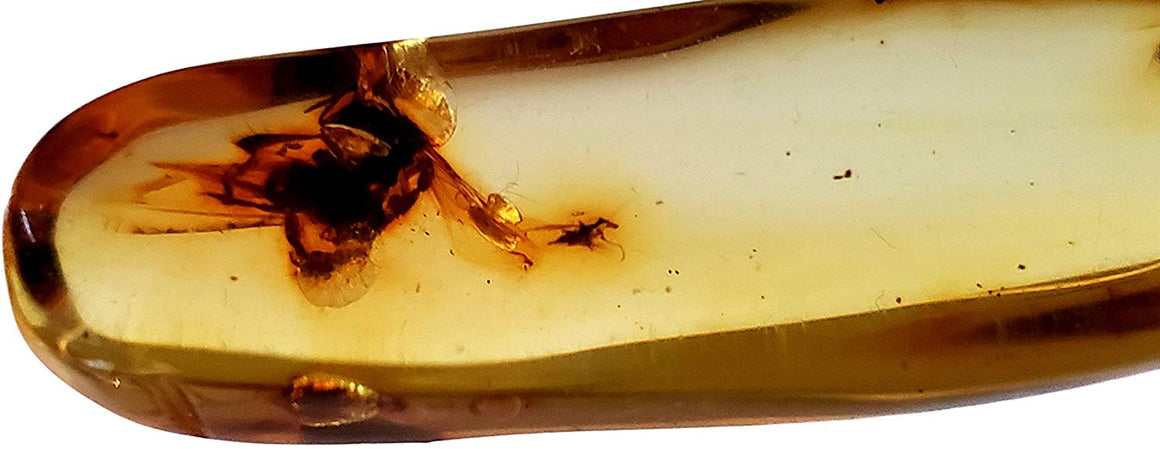 Genuine Amber Fossil Specimen - Multiple Insect Inclusions - Naturally Formed from Colombia with Bugs Inside - Museum Grade, A-Grade - Great Collectible - Piece #12 (42mm x 14mm) - dinosaursrocksuperstore