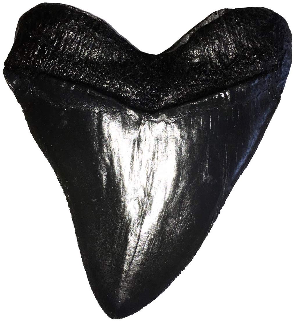 5.5" Black Megalodon Tooth Replica with Serrations - dinosaursrocksuperstore
