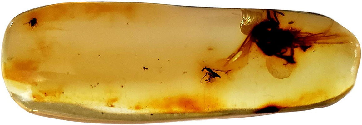 Genuine Amber Fossil Specimen - Multiple Insect Inclusions - Naturally Formed from Colombia with Bugs Inside - Museum Grade, A-Grade - Great Collectible - Piece #12 (42mm x 14mm) - dinosaursrocksuperstore