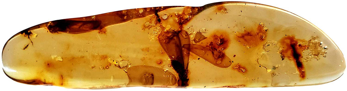 Genuine Amber Fossil Specimen - Multiple Insect Inclusions - Naturally Formed from Colombia with Bugs Inside - Museum Grade, A-Grade - Great Collectible - Piece #7 (78mm x 18mm) - dinosaursrocksuperstore