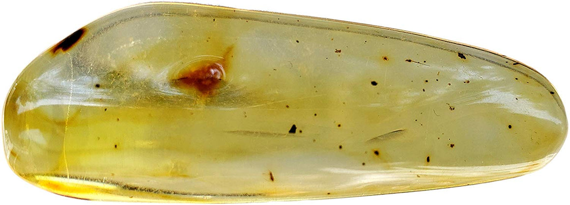 Genuine Amber Fossil Specimen - Multiple Insect Inclusions - Naturally Formed from Colombia with Bugs Inside - Museum Grade, A-Grade - Great Collectible (48mm x 17mm) - dinosaursrocksuperstore