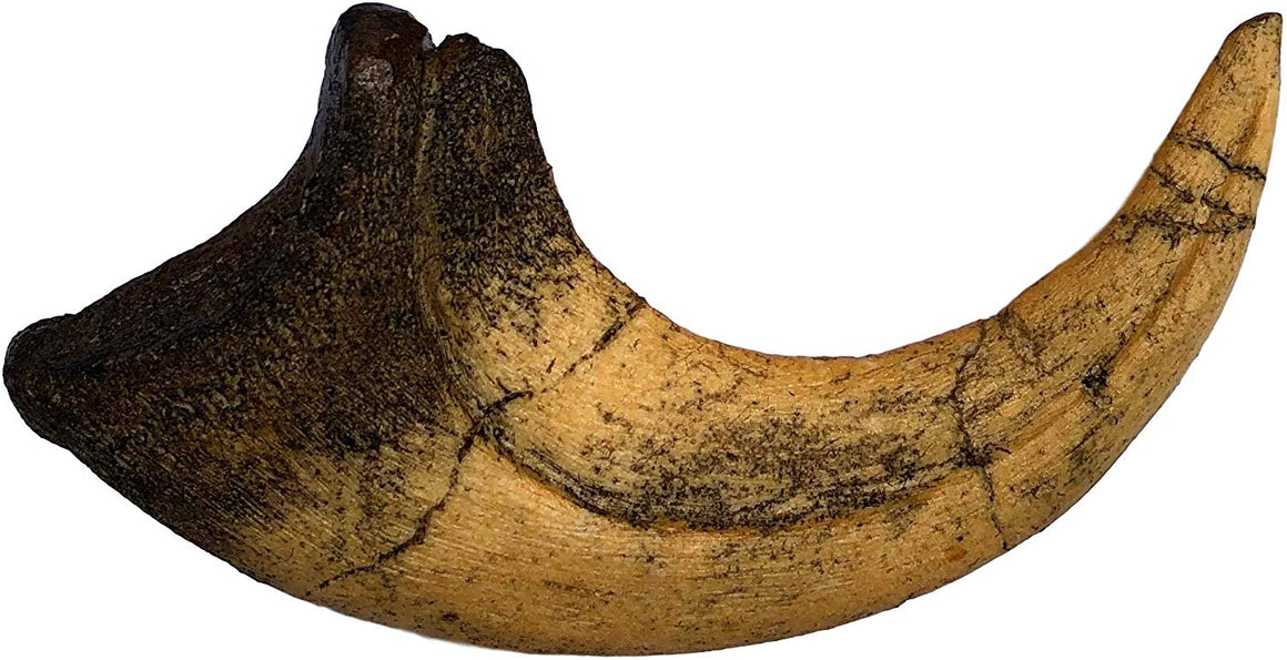Deinonychus Raptor Dinosaur Claw Replica - dinosaursrocksuperstore