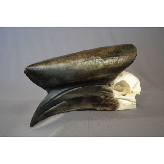 Black-casqued Hornbill Skull (Male) - dinosaursrocksuperstore
