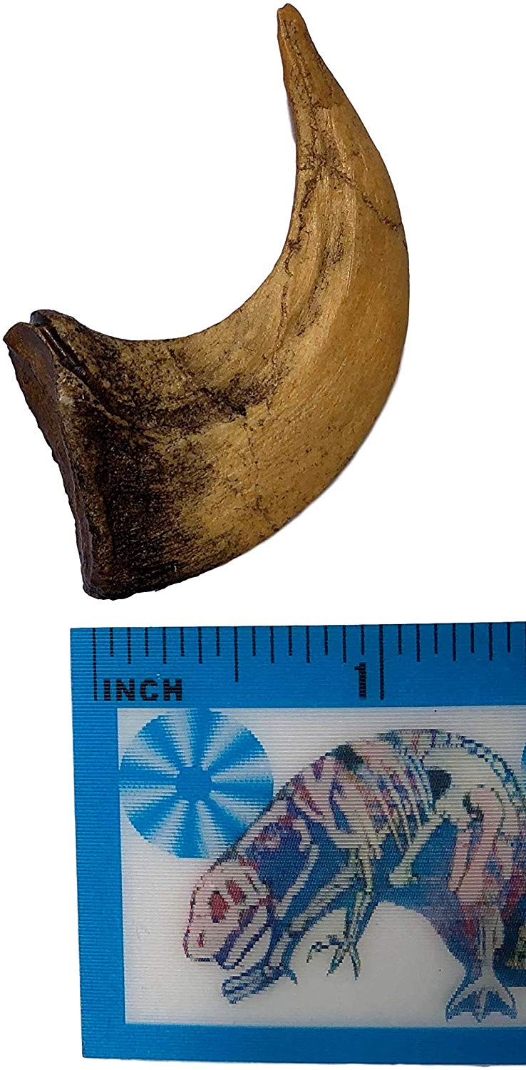 🦖 Own the Razor-Sharp Claw of a Prehistoric Killer — Museum-Quality Ve