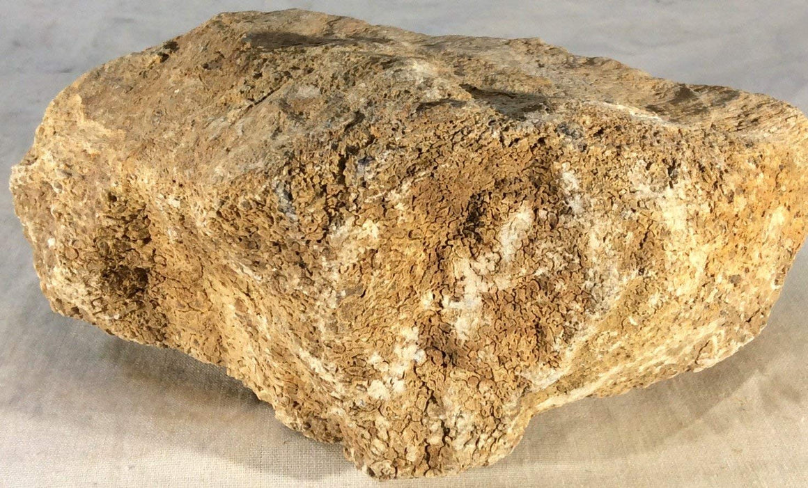 Dinosaur Bone Fossil Specimen #16 - dinosaursrocksuperstore