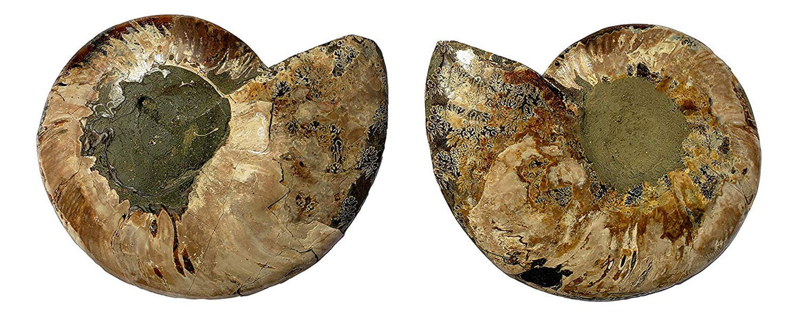 Genuine Ammonite Fossil Pair - Split and Polished - from Madagascar (4) - dinosaursrocksuperstore