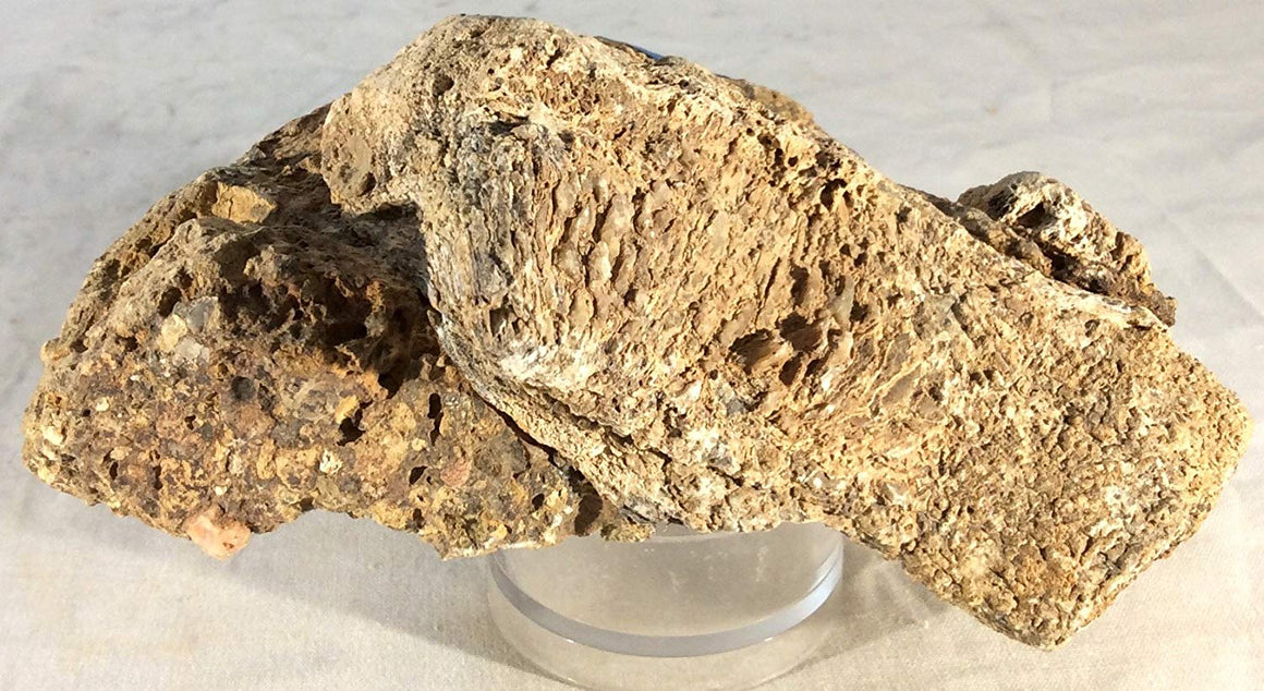 Dinosaur Bone Fossil Specimen #20 - dinosaursrocksuperstore