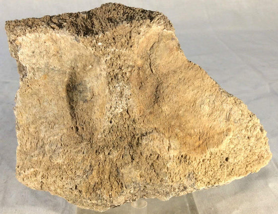 Dinosaur Bone Fossil Specimen #15 - dinosaursrocksuperstore