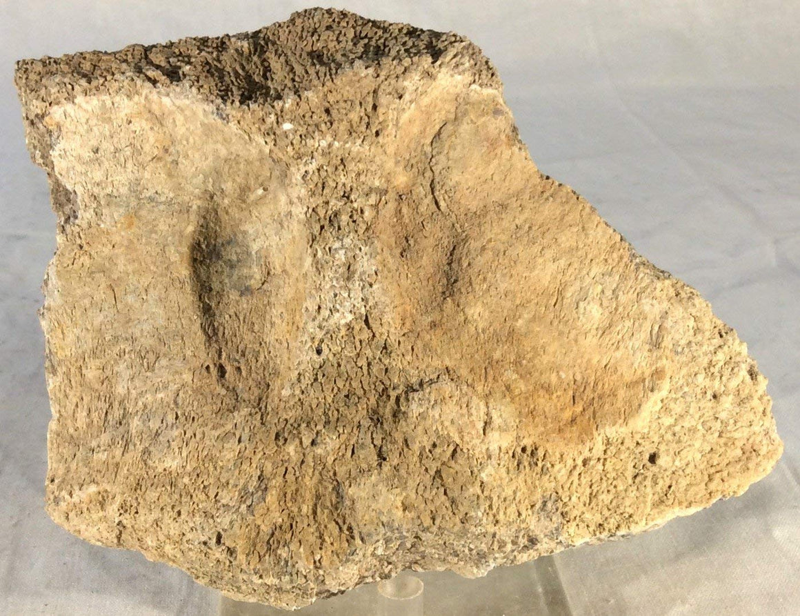 Dinosaur Bone Fossil Specimen #15 - dinosaursrocksuperstore
