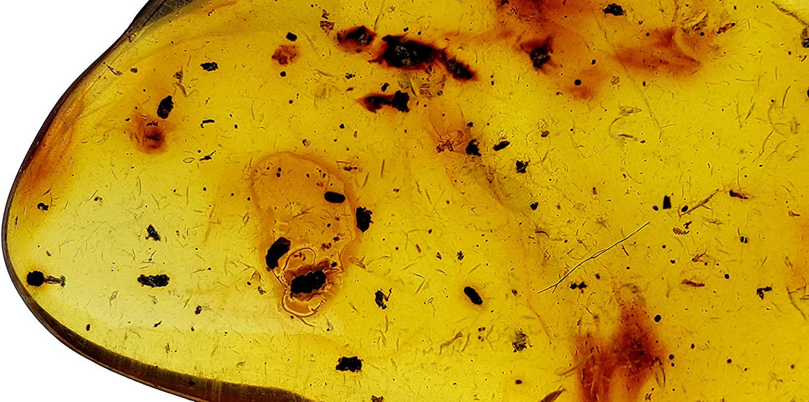 Genuine Amber Fossil Specimen - Multiple Insect Inclusions - Naturally Formed from Colombia with Bugs Inside - Museum Grade, A-Grade - Great Collectible (40mm x 30mm) - dinosaursrocksuperstore