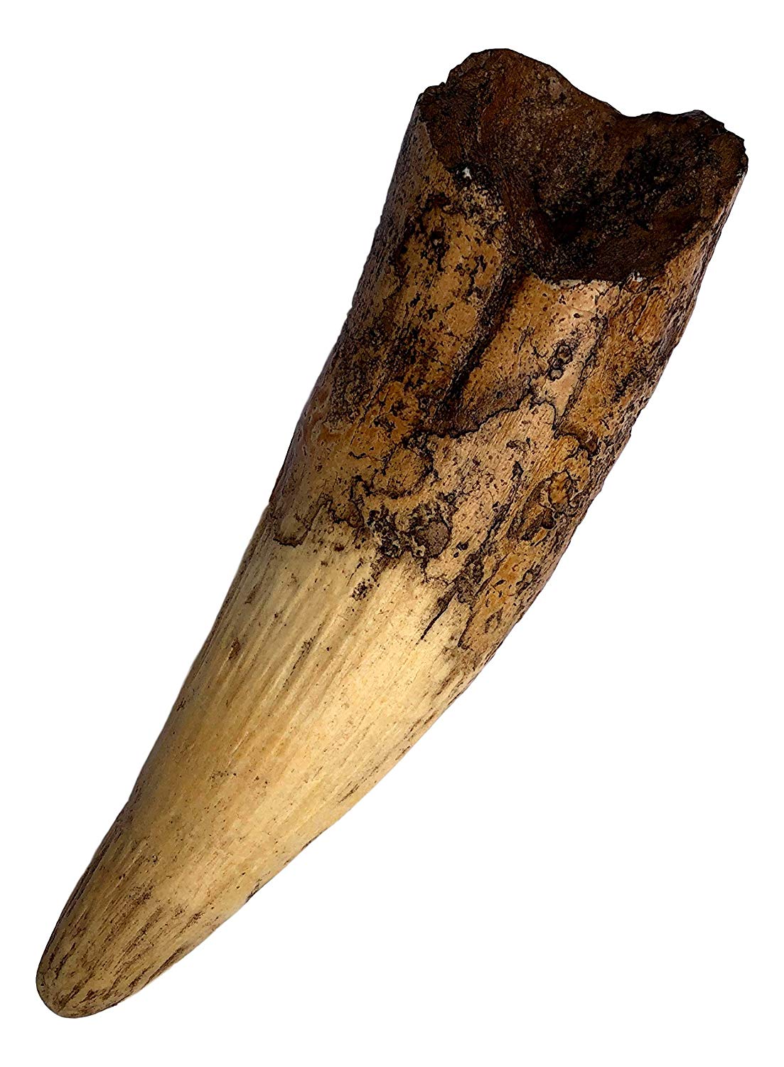 Spinosaurus Dinosaur Tooth Replica - 6.5" - Museum Quality Cast Fossil Specimen - dinosaursrocksuperstore
