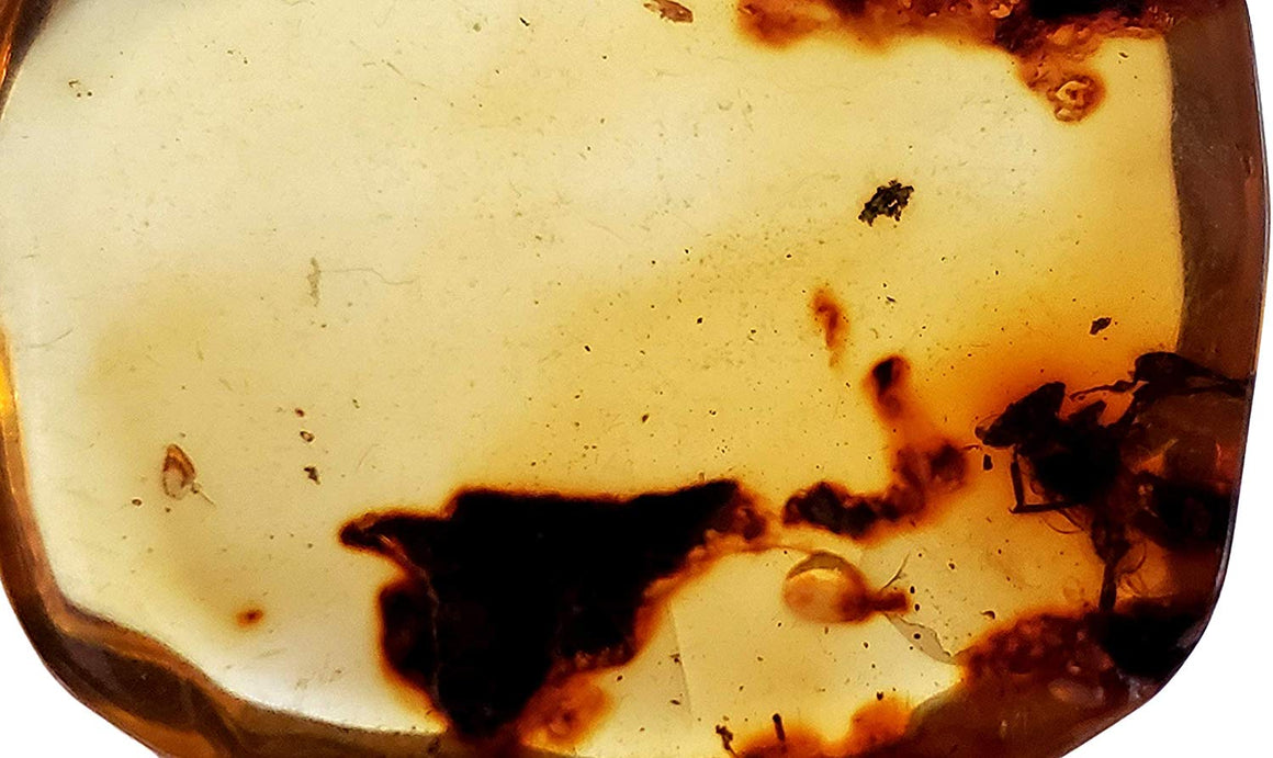 Genuine Amber Fossil Specimen - Multiple Insect Inclusions - Naturally Formed from Colombia with Bugs Inside - Museum Grade, A-Grade - Great Collectible - Piece #18 (29mm x 27mm) - dinosaursrocksuperstore