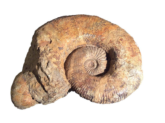 Genuine Agadir Ammonite Fossil - 11" x 9" x 3.5" - dinosaursrocksuperstore