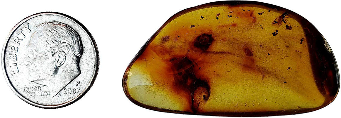 Genuine Amber Fossil Specimen - Multiple Insect Inclusions - Naturally Formed from Colombia with Bugs Inside - Museum Grade, A-Grade - Great Collectible (38mm x 20mm) - dinosaursrocksuperstore