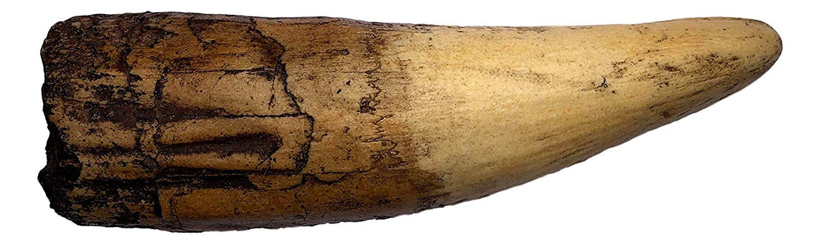 Spinosaurus Dinosaur Tooth Replica - 6.5" - Museum Quality Cast Fossil Specimen - dinosaursrocksuperstore