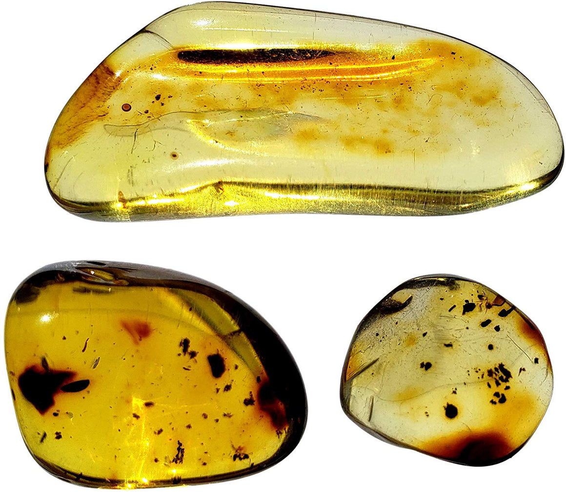 Genuine Colombian Amber Fossil Specimen - Naturally Formed - May Contain Inclusions - Great Collectible - dinosaursrocksuperstore