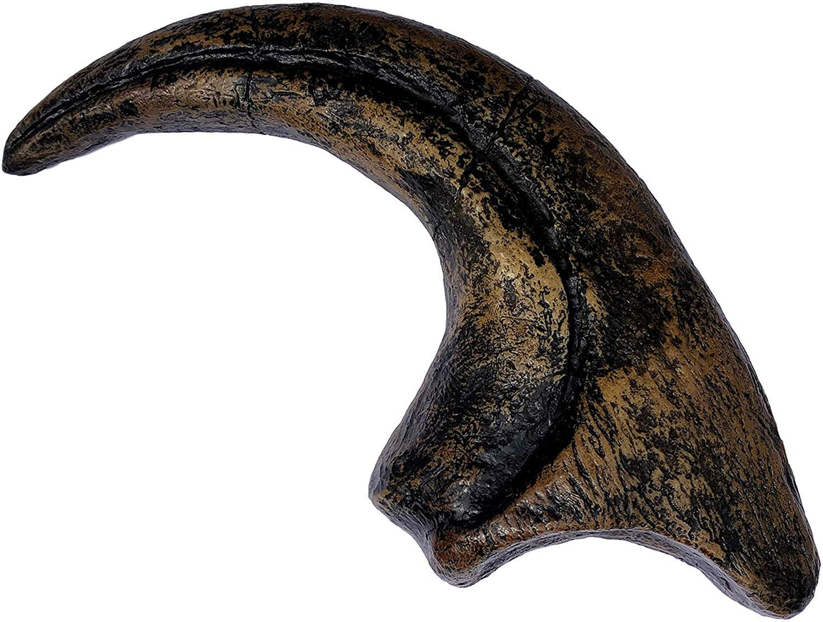Allosaurus Fragilis Dinosaurs Claw Replica - 11.5" Museum Quality Replica - dinosaursrocksuperstore
