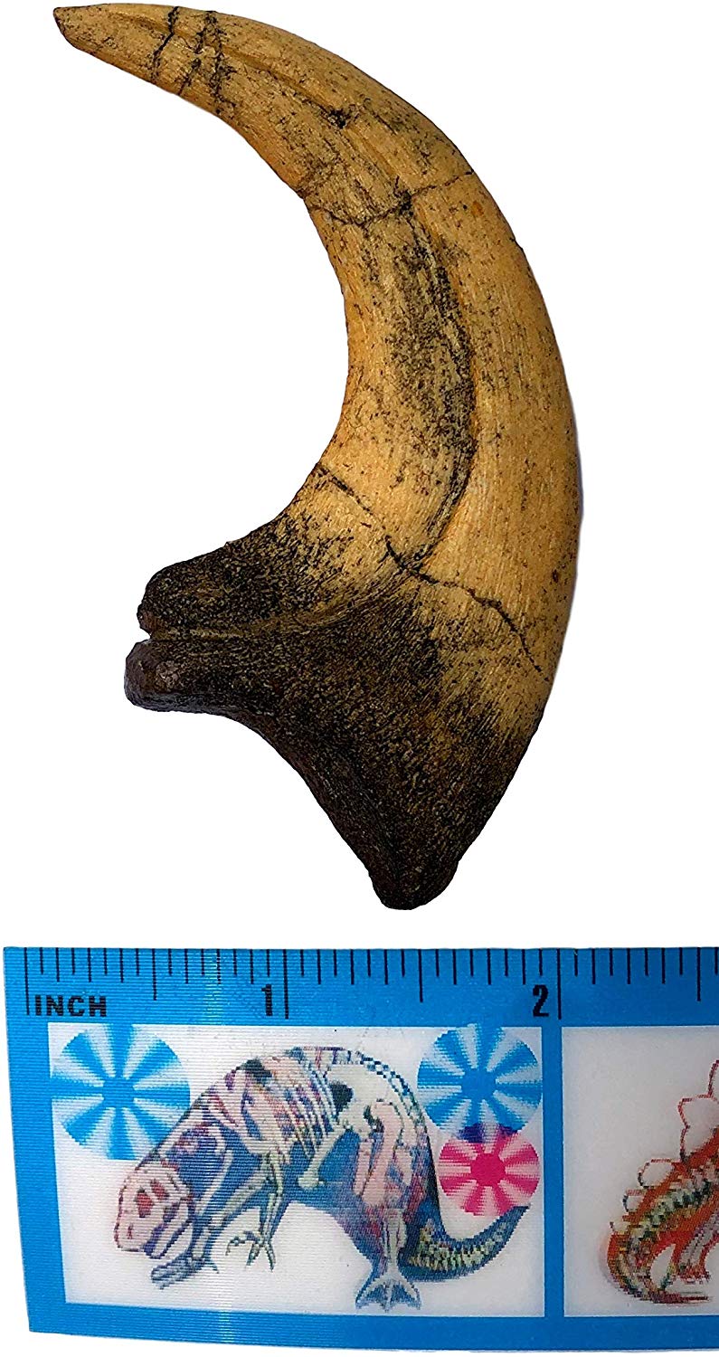 Deinonychus Raptor Dinosaur Claw Replica - dinosaursrocksuperstore