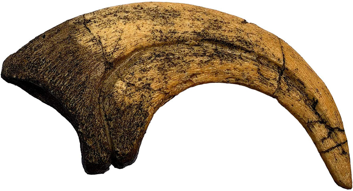 Deinonychus Raptor Dinosaur Claw Replica - dinosaursrocksuperstore