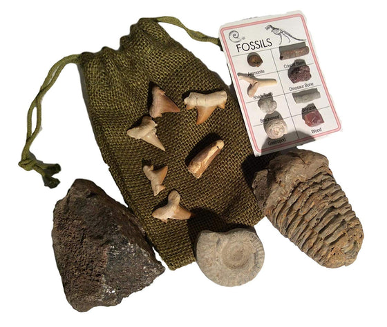 Fossil Gift Collection - Genuine Dinosaur Bone, Spinosaurus Dinosaur Tooth, Ammonite, Trilobite, Shark Teeth with Bonus ID Chart - Gift Boxed - dinosaursrocksuperstore