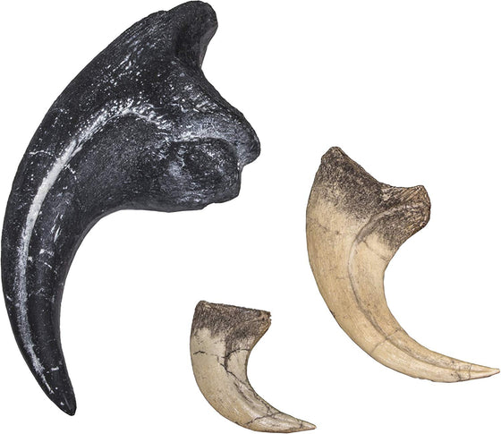 Dinosaur Claw Replica - Set of 3 - Allosaurus, Velociraptor and Deinonychus - dinosaursrocksuperstore