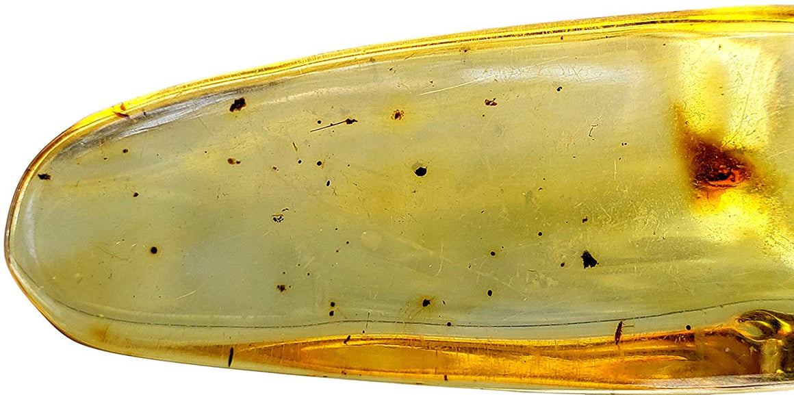 Genuine Amber Fossil Specimen - Multiple Insect Inclusions - Naturally Formed from Colombia with Bugs Inside - Museum Grade, A-Grade - Great Collectible (48mm x 17mm) - dinosaursrocksuperstore
