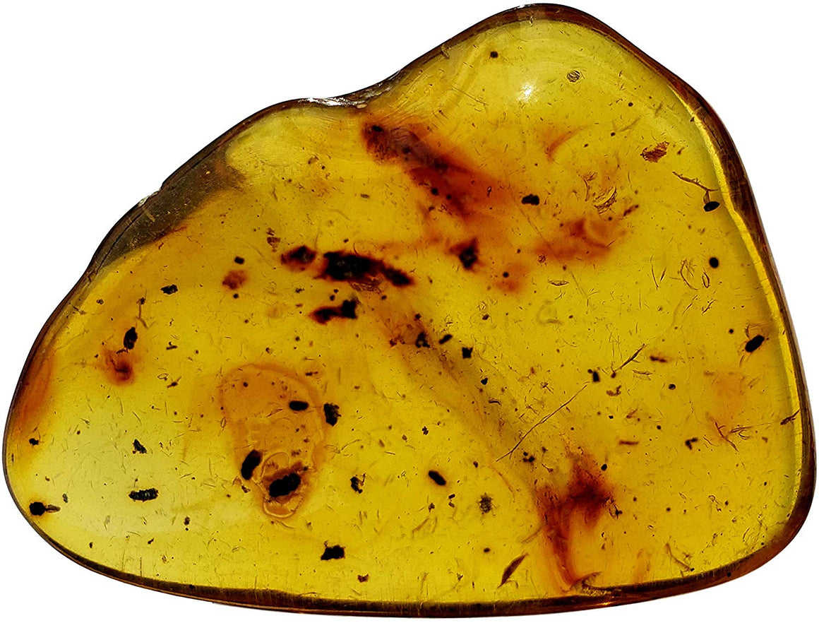 Genuine Amber Fossil Specimen - Multiple Insect Inclusions - Naturally Formed from Colombia with Bugs Inside - Museum Grade, A-Grade - Great Collectible (40mm x 30mm) - dinosaursrocksuperstore