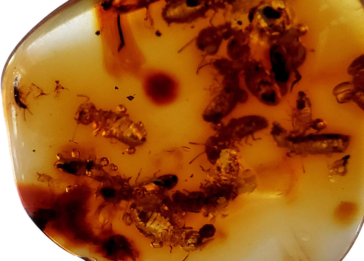 Genuine Amber Fossil Specimen - Multiple Insect Inclusions - Naturally Formed from Colombia with Bugs Inside - Museum Grade, A-Grade - Great Collectible - Piece #13 (25mm x 23mm) - dinosaursrocksuperstore