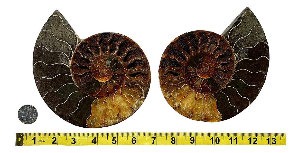 Genuine Ammonite Fossil Pair - Split and Polished - from Madagascar (9) - dinosaursrocksuperstore