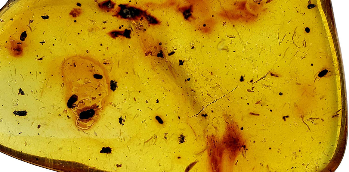 Genuine Amber Fossil Specimen - Multiple Insect Inclusions - Naturally Formed from Colombia with Bugs Inside - Museum Grade, A-Grade - Great Collectible (40mm x 30mm) - dinosaursrocksuperstore